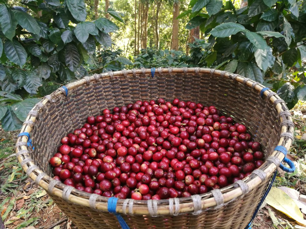 reife Kaffeekirschen in einem Bastkorb