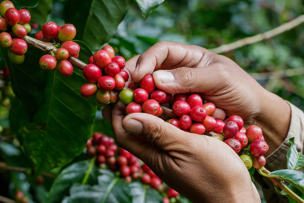 reife Kaffeekirschen werden per Hand gepflückt